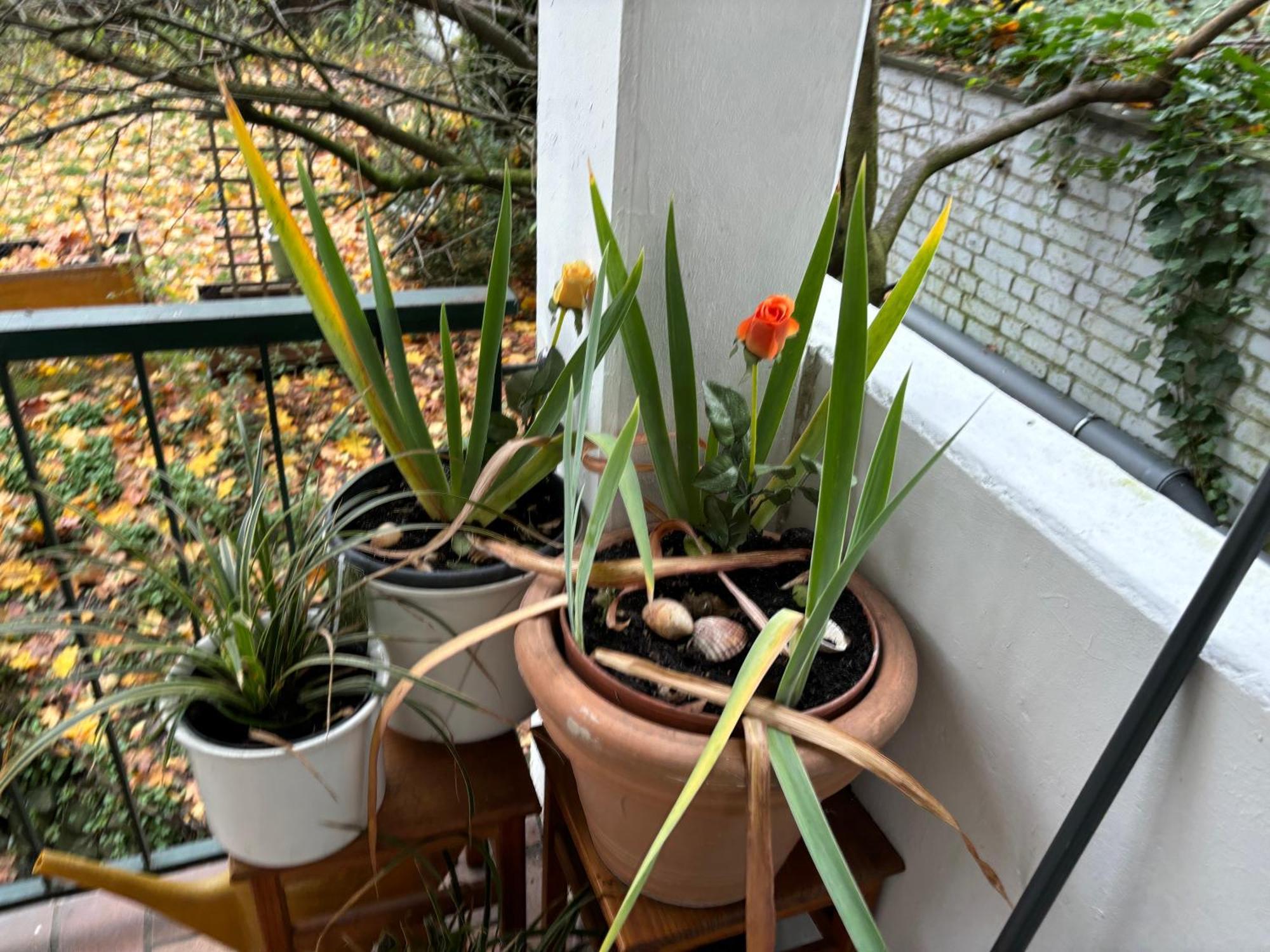 Koeln Wohnung 4 Min Naehe Von Hbf Und Dom Mit Garten ,Balkon & Office Kültér fotó